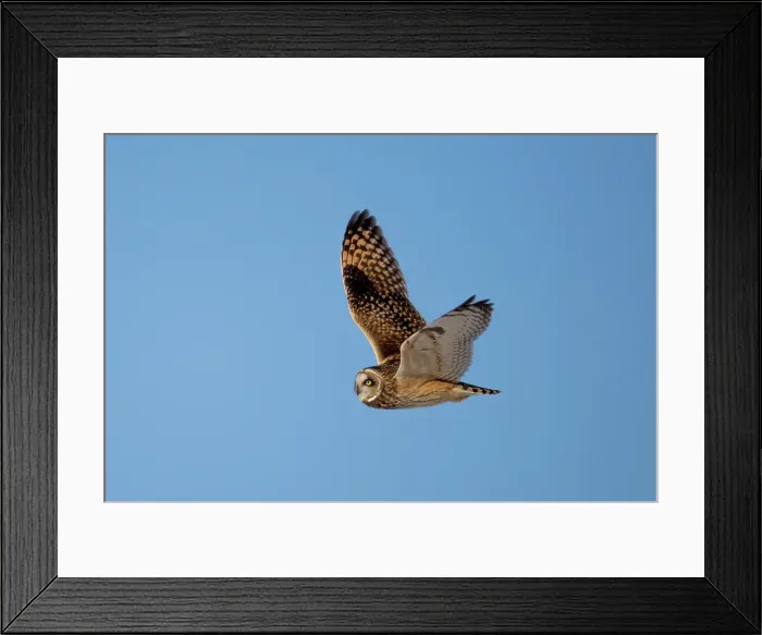 Framed Print : A short-eared owl in flightagainst a blue sky on Wolfe Island, Ontario, Canada Framed Print : A short-eared owl in flightagainst a blue sky on Wolfe Island, Ontario, Canada