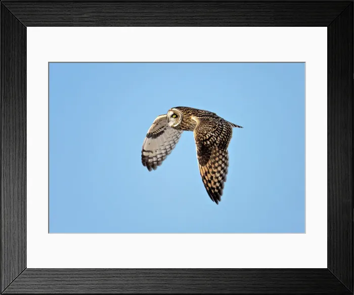 Framed Print : A short-eared owl in flightagainst a blue sky on Wolfe Island, Ontario, Canada Framed Print : A short-eared owl in flightagainst a blue sky on Wolfe Island, Ontario, Canada