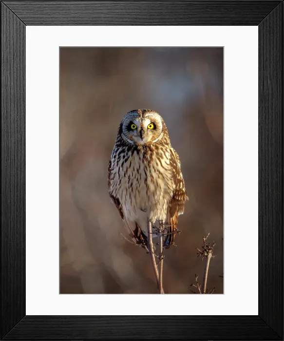 Framed Print : A short-eared owl sits on a tree limb at sunset on Wolf Island, Ontario, Canada Framed Print : A short-eared owl sits on a tree limb at sunset on Wolf Island, Ontario, Canada