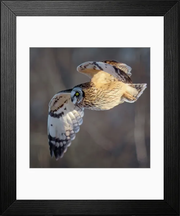 Framed Print : A short-eared owl in flight on wolf Island, Ontario, Canada Framed Print : A short-eared owl in flight on wolf Island, Ontario, Canada