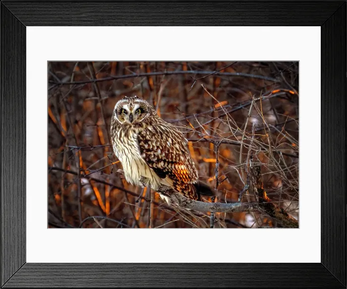 Framed Print : A short-eared owl perched in the trees at sunset on Wolfe Island, Ontario, Canada Framed Print : A short-eared owl perched in the trees at sunset on Wolfe Island, Ontario, Canada