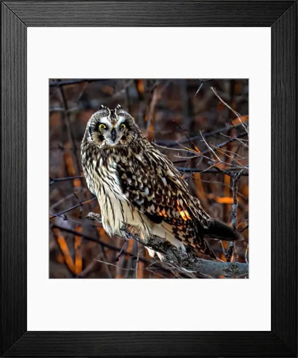 Framed Print : A short-eared owl perched in the trees at sunset on Wolfe Island, Ontario, Canada Framed Print : A short-eared owl perched in the trees at sunset on Wolfe Island, Ontario, Canada