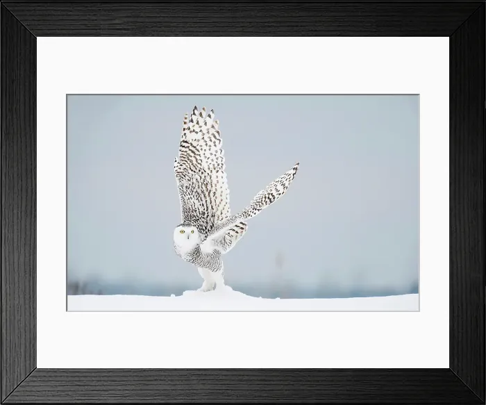 Framed Print : A snowy owl takes off from snow covered ground in Ontario, Canada Framed Print : A snowy owl takes off from snow covered ground in Ontario, Canada
