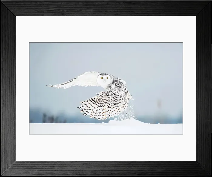 Framed Print : A snowy owl takes off from snow covered ground in Ontario, Canada Framed Print : A snowy owl takes off from snow covered ground in Ontario, Canada