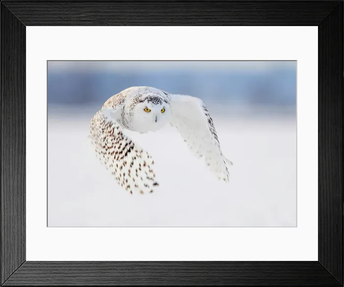Framed Print : A snowy owl in flight during winter in Ontario, Canada Framed Print : A snowy owl in flight during winter in Ontario, Canada