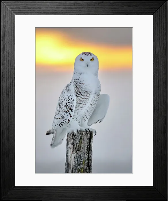 Framed Print : A Snowy Owl perhced on a fence post at sunrise during a cold winter in Ontario Canada Framed Print : A Snowy Owl perhced on a fence post at sunrise during a cold winter in Ontario Canada