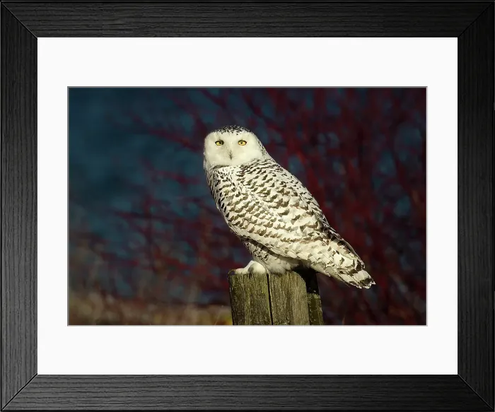 Framed Print : A snowy owl perhced on a fence, Ontario, Canada