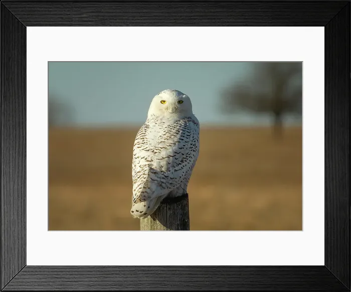 Framed Print : A snowy owl perched on a tree on Amerst Island, Ontario, Canada Framed Print : A snowy owl perched on a tree on Amerst Island, Ontario, Canada