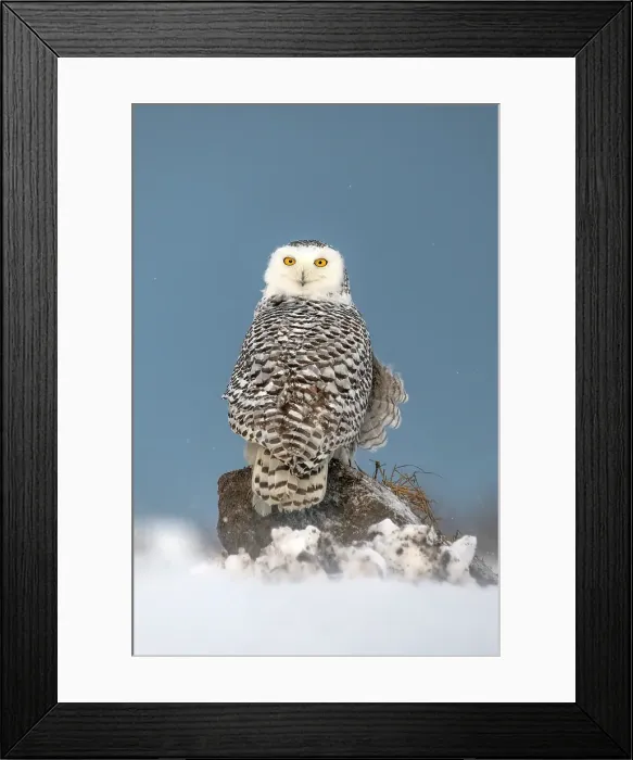 Framed Print : A snowy owl sitting in the snow in Ontario, Canada