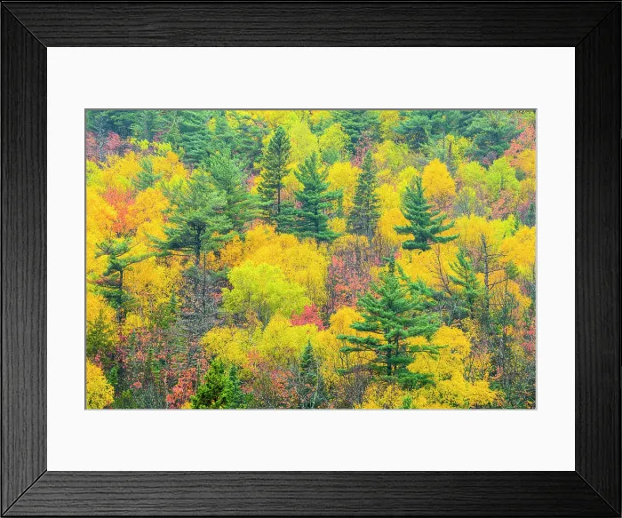 Framed Print : Autumn forest, Montreal River, Ontario, Canada