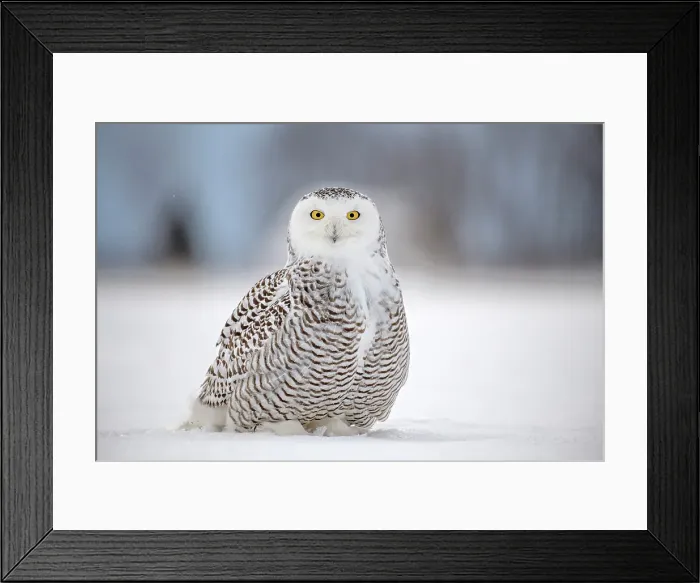 Framed Print : A snowy owl sitting in the snow in Ontario, Canada Framed Print : A snowy owl sitting in the snow in Ontario, Canada