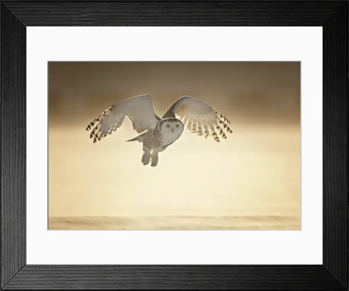 Framed Print : A snowy owl in flight during winter in Ontario, Canada Framed Print : A snowy owl in flight during winter in Ontario, Canada