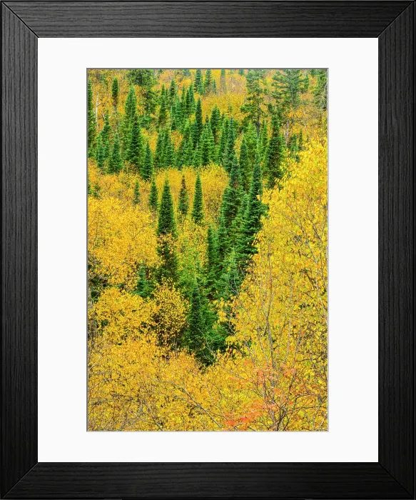 Framed Print : Overlooking the autumn forest near Sandy Beach, Wawa, Ontario, Canada Framed Print : Overlooking the autumn forest near Sandy Beach, Wawa, Ontario, Canada