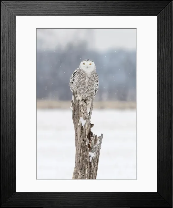 Framed Print : A snowy owl sits on a tree during winter in Ontario, Canada Framed Print : A snowy owl sits on a tree during winter in Ontario, Canada