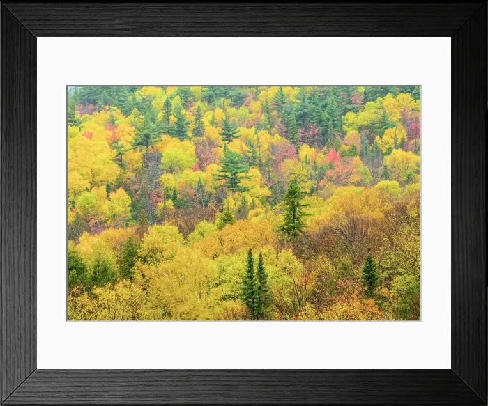Framed Print : Autumn forest, Montreal River, Ontario, Canada