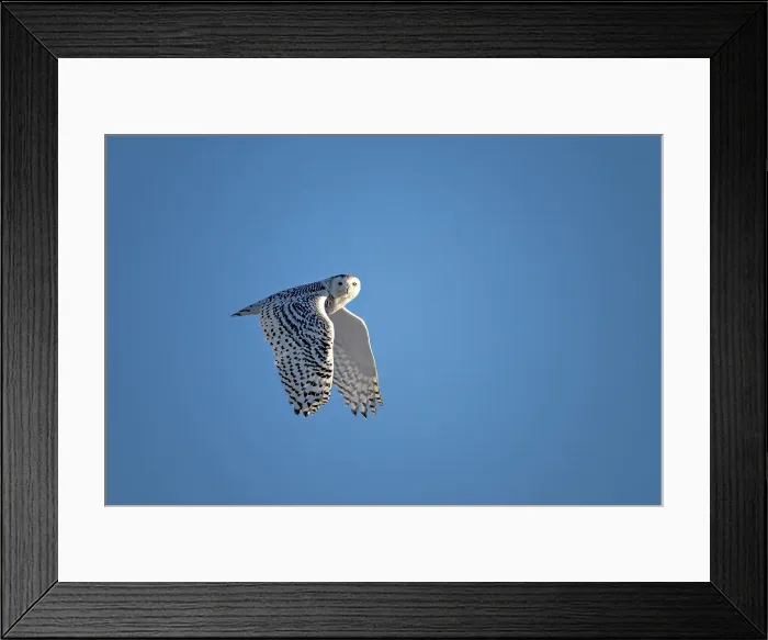 Framed Print : A nowy owl in flight against a blue sky oon Wolf Island, Ontario, Canada Framed Print : A nowy owl in flight against a blue sky oon Wolf Island, Ontario, Canada