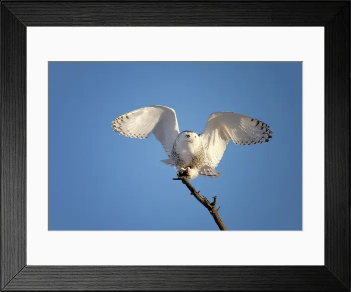 Framed Print : A nowy owl in flight against a blue sky oon Wolf Island, Ontario, Canada Framed Print : A nowy owl in flight against a blue sky oon Wolf Island, Ontario, Canada