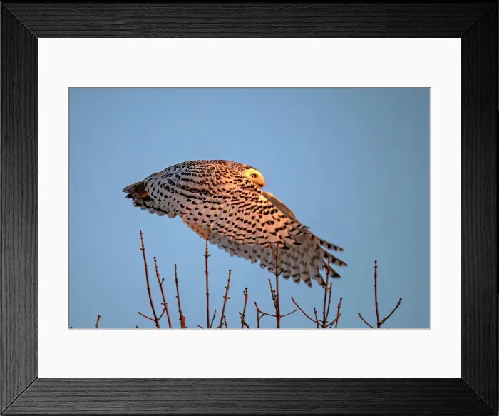 Framed Print : A nowy owl in flight against a blue sky oon Wolf Island, Ontario