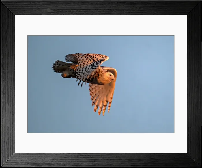 Framed Print : A nowy owl in flight against a blue sky oon Wolf Island, Ontario
