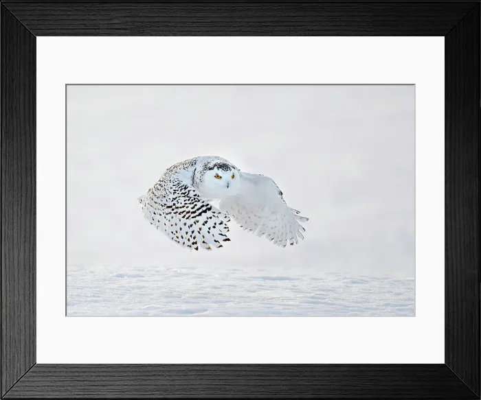 Framed Print : A snowy owl in flight during winter in Ontario, Canada Framed Print : A snowy owl in flight during winter in Ontario, Canada