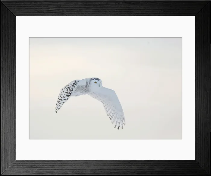 Framed Print : A snowy owl in flight during winter in Ontario, Canada Framed Print : A snowy owl in flight during winter in Ontario, Canada