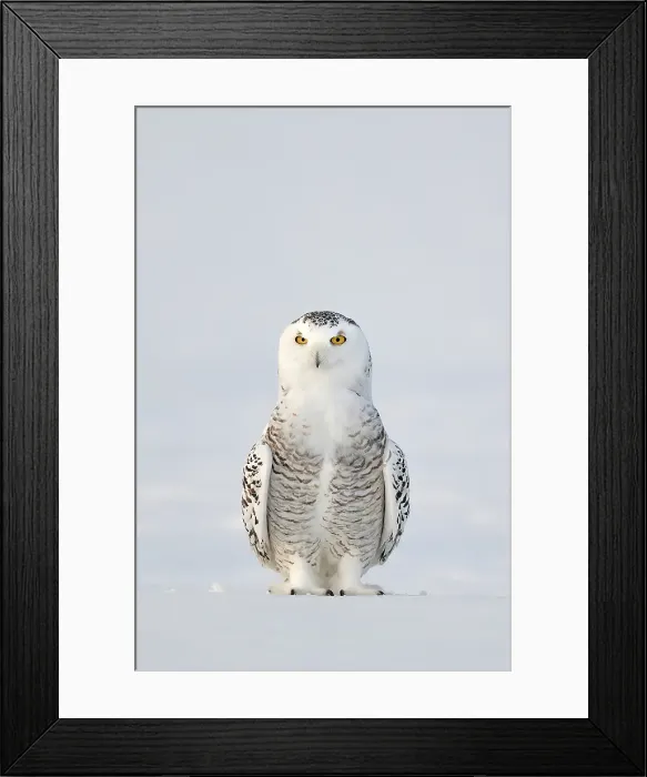 Framed Print : A snowy owl sitting in the snow in Ontario, Canada Framed Print : A snowy owl sitting in the snow in Ontario, Canada