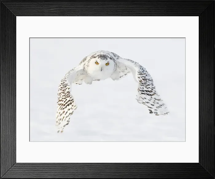 Framed Print : A snowy owl in flight during winter in Ontario, Canada Framed Print : A snowy owl in flight during winter in Ontario, Canada