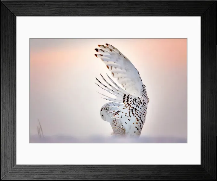 Framed Print : A snowy owl in flight during winter in Ontario, Canada Framed Print : A snowy owl in flight during winter in Ontario, Canada