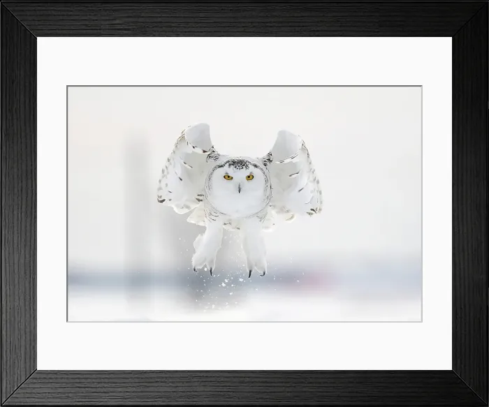 Framed Print : A snowy owl in flight during winter in Ontario, Canada Framed Print : A snowy owl in flight during winter in Ontario, Canada