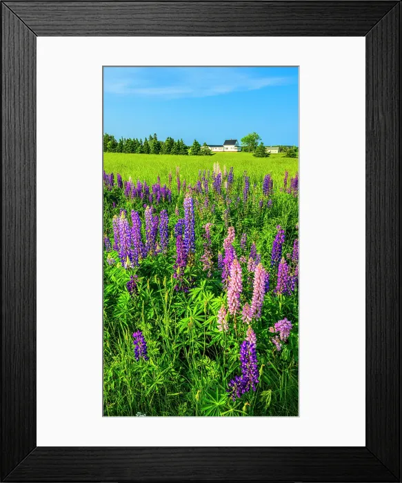 Framed Print : Roadside lupines, Rollo Bay, PEI Prince Edward Island, Canada