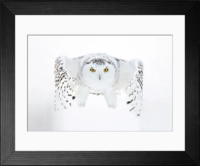 Framed Print : A snowy owl in flight during winter in Ontario, Canada Framed Print : A snowy owl in flight during winter in Ontario, Canada