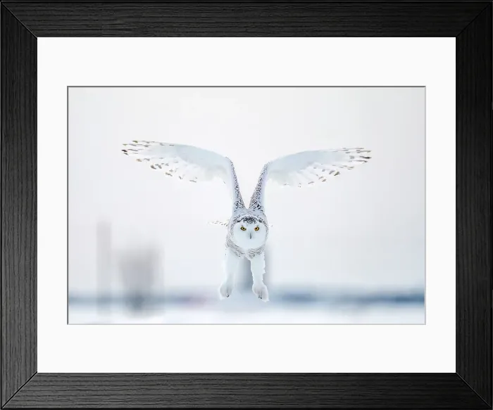 Framed Print : A snowy owl in flight during winter in Ontario, Canada Framed Print : A snowy owl in flight during winter in Ontario, Canada