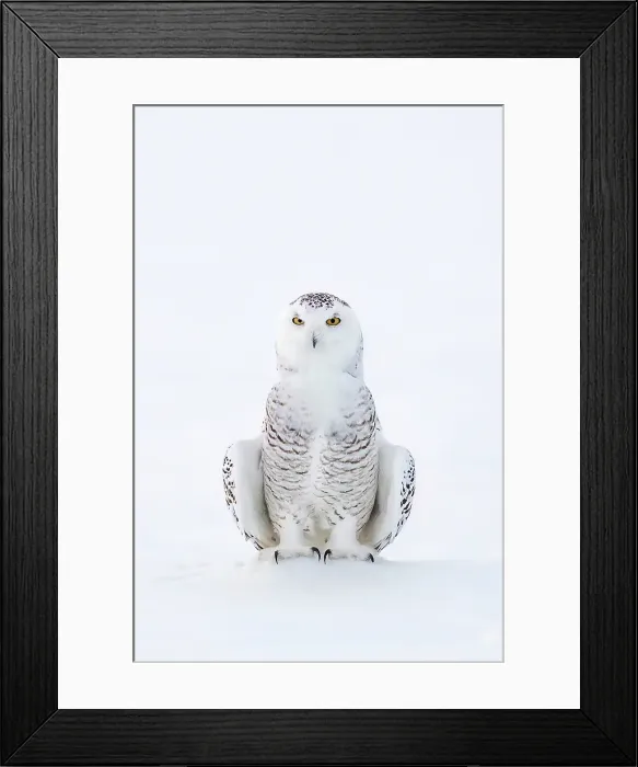 Framed Print : A snowy owl sitting in the snow in Ontario, Canada
