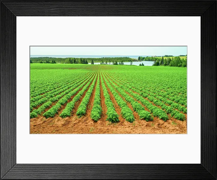 Framed Print : Lupines and potato fields, Basin Head, PEI Prince Edward Island, Canada Framed Print : Lupines and potato fields, Basin Head, PEI Prince Edward Island, Canada