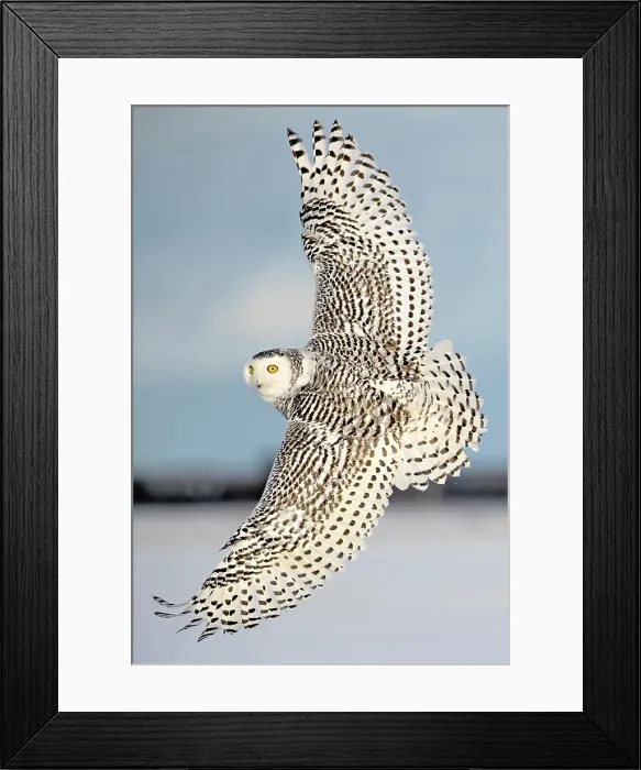Framed Print : A snowy owl in flight during winter in Ontario, Canada