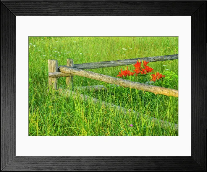 Framed Print : Fenceline and flowers, Beresford, New Brunswick, Canada