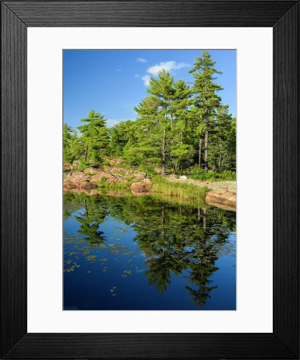 Framed Print : Watershield (Brasenia schreberi) colonies in Lighthouse pond with white pine reflected in water, Killarney, Ontario, Canada Framed Print : Watershield (Brasenia schreberi) colonies in Lighthouse pond with white pine reflected in water, Killarney, Ontario, Canada