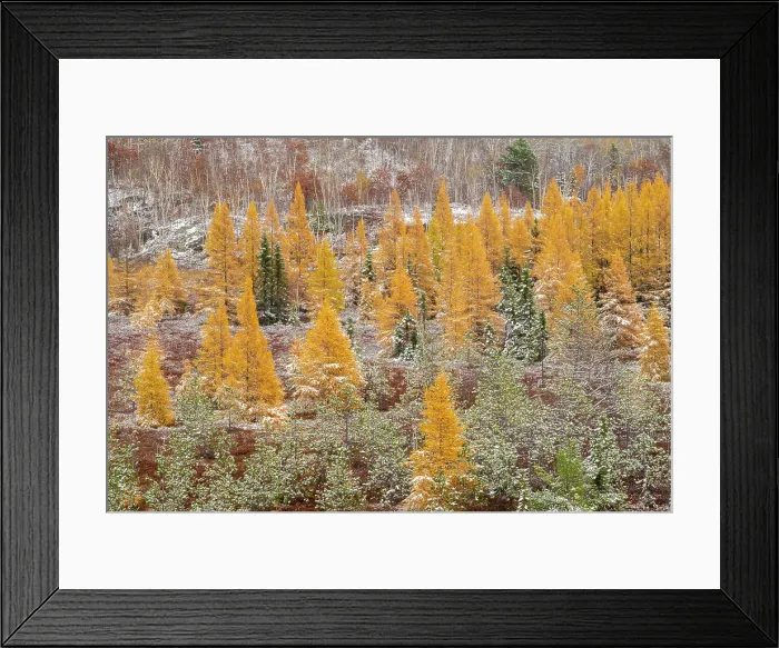 Framed Print : Eastern larch trees and early snowfall, Greater Sudbury, Ontario, Canada Framed Print : Eastern larch trees and early snowfall, Greater Sudbury, Ontario, Canada