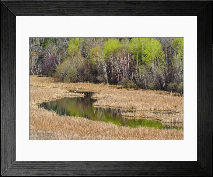Framed Print : Spring hillside reflected in Lily Creek, Greater Sudbury, Ontario, Canada Framed Print : Spring hillside reflected in Lily Creek, Greater Sudbury, Ontario, Canada