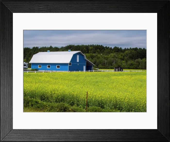 Framed Print : Blue barn and canola field, Chelmsford, Ontario, Canada Framed Print : Blue barn and canola field, Chelmsford, Ontario, Canada