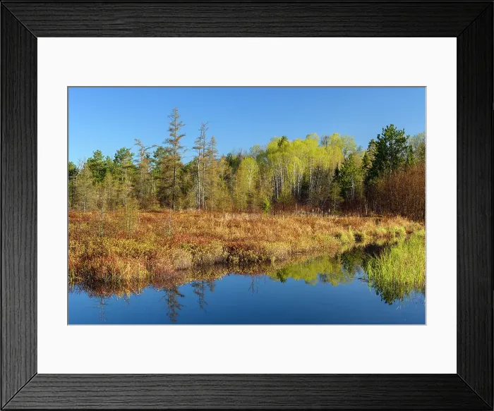 Framed Print : Leatherleaf marsh in early spring, Greater Sudbury, Ontario, Canada Framed Print : Leatherleaf marsh in early spring, Greater Sudbury, Ontario, Canada