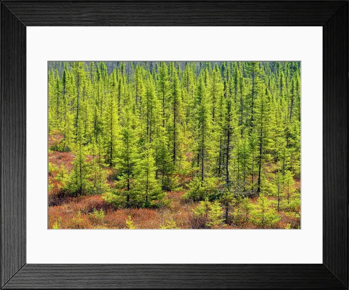 Framed Print : Leather leaf bog with black spruce in early spring, Hwy 144 south of Gogama, Ontario, Canada Framed Print : Leather leaf bog with black spruce in early spring, Hwy 144 south of Gogama, Ontario, Canada