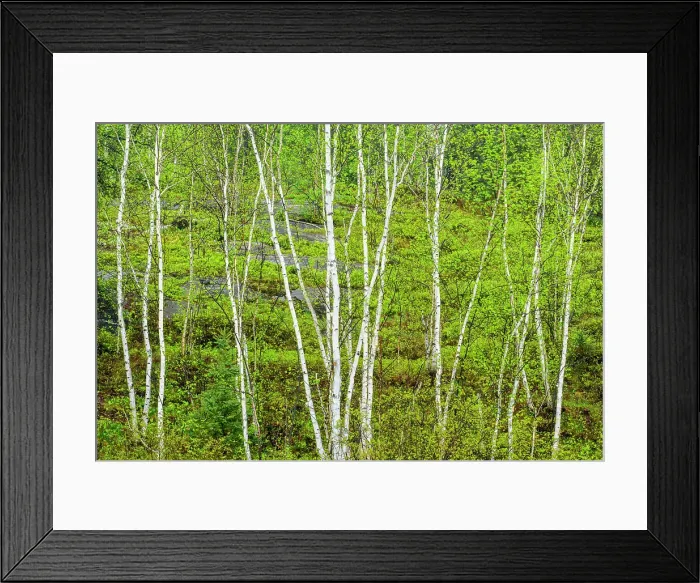 Framed Print : Birch tree trunks in spring, Greater Sudbury, Ontario, Canada Framed Print : Birch tree trunks in spring, Greater Sudbury, Ontario, Canada