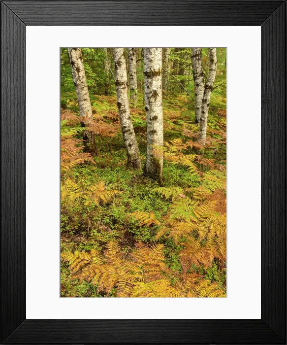Framed Print : Aspen woodland with ferns in the understory in late summer, Algonquin Provincial Park, Nipissing Township, Ontario, Canada Framed Print : Aspen woodland with ferns in the understory in late summer, Algonquin Provincial Park, Nipissing Township, Ontario, Canada