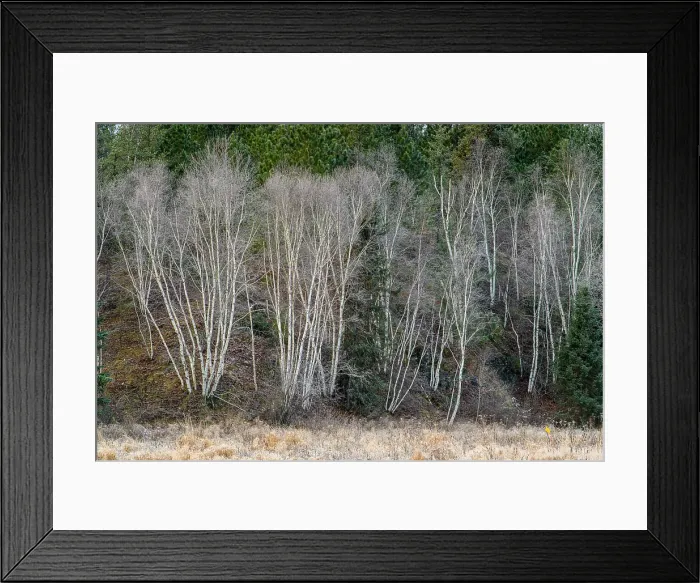 Framed Print : Frosted birch trees at the edge of a field, Greater Sudbury, Ontario, Canada Framed Print : Frosted birch trees at the edge of a field, Greater Sudbury, Ontario, Canada