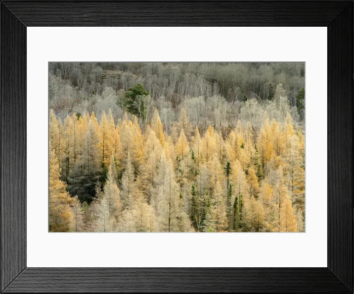 Framed Print : Frosted eastern larch in late autumn, Greater Sudbury, Ontario, Canada Framed Print : Frosted eastern larch in late autumn, Greater Sudbury, Ontario, Canada