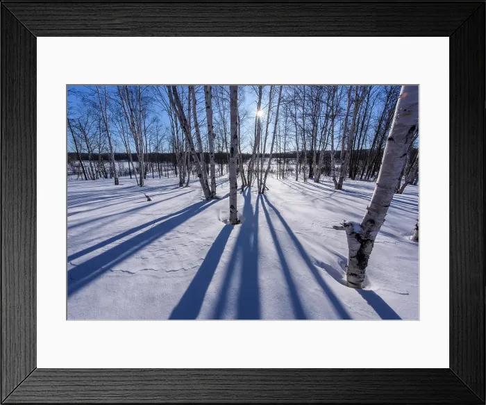 Framed Print : Winter shadows in a birch woodlot, Greater Sudbury, Ontario, Canada Framed Print : Winter shadows in a birch woodlot, Greater Sudbury, Ontario, Canada