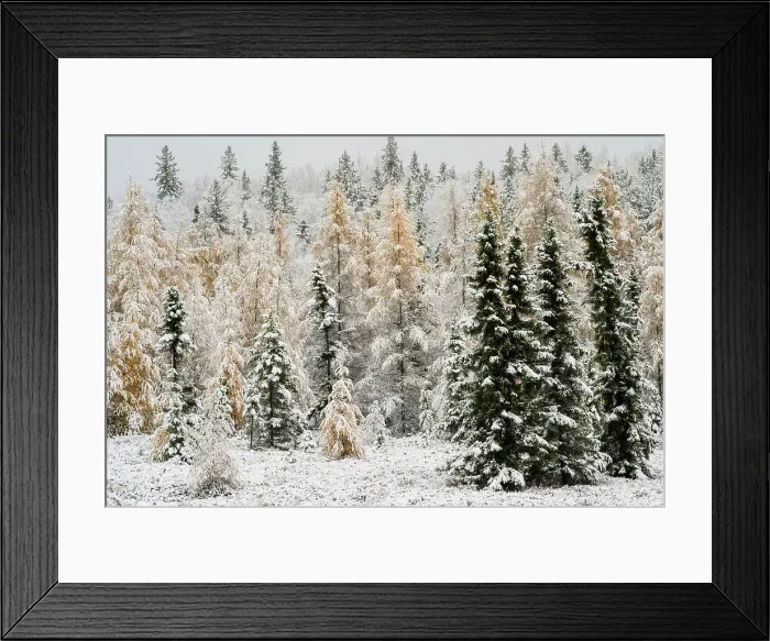 Framed Print : Eastern larch and black spruce with early snow, Greater Sudbury, Ontario, Canada Framed Print : Eastern larch and black spruce with early snow, Greater Sudbury, Ontario, Canada