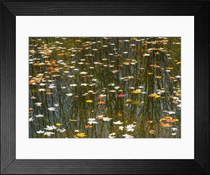Framed Print : Fallen leaves in a swamp, Sheguiandah, Manitoulin Island, Ontario, Canada Framed Print : Fallen leaves in a swamp, Sheguiandah, Manitoulin Island, Ontario, Canada