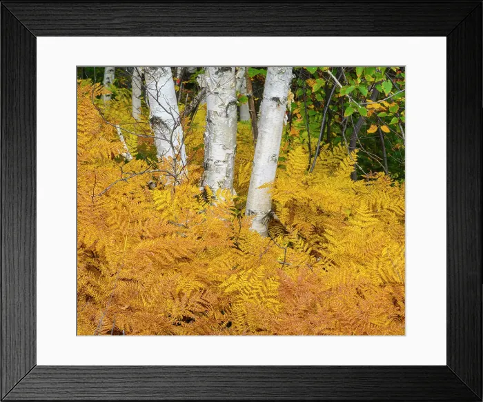 Framed Print : Autumn ferns and birch tree trunks, Greater Sudbury, Ontario, Canada Framed Print : Autumn ferns and birch tree trunks, Greater Sudbury, Ontario, Canada